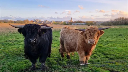 Andelsboliger til salg i Roskilde - billede 1